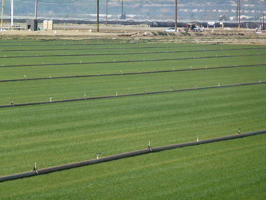 Pacific.Sod.Camarillo.12