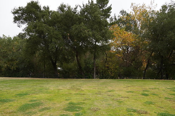 Calimigos.No.40.Field.11