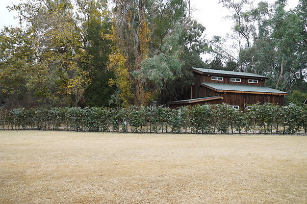Calimigos.Stables.Field.14