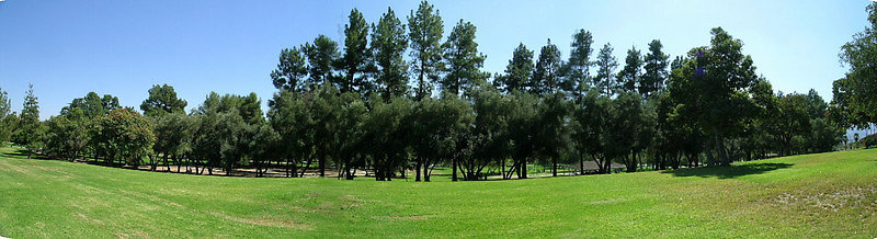 Olive Road Wide South-L