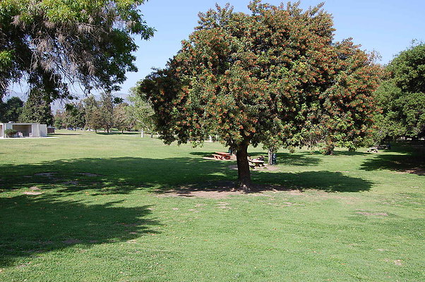 Grass.Griffith.Park.11