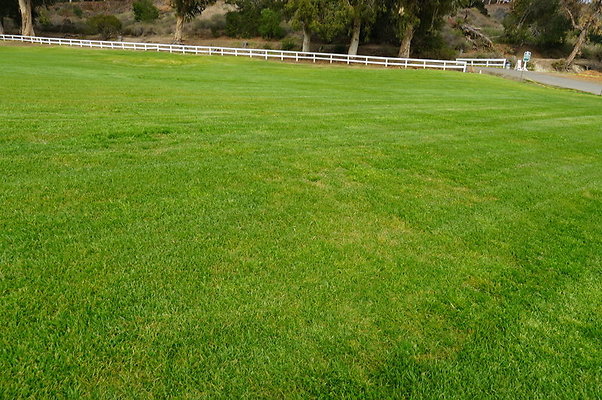 Will.Rogers.Grass.12