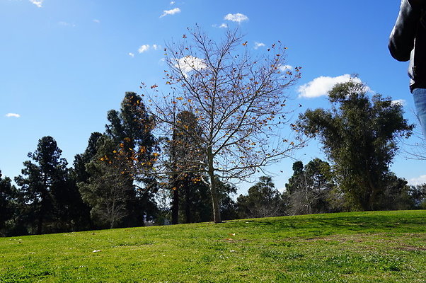 Vets.Park.Sylmar.Grass.06