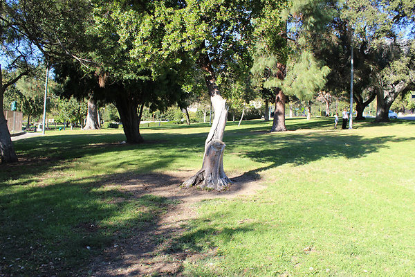 Grounds-Grass Areas-11