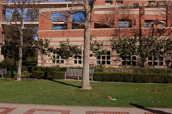 UCLA.ANderson.Kauf.Lawn.003