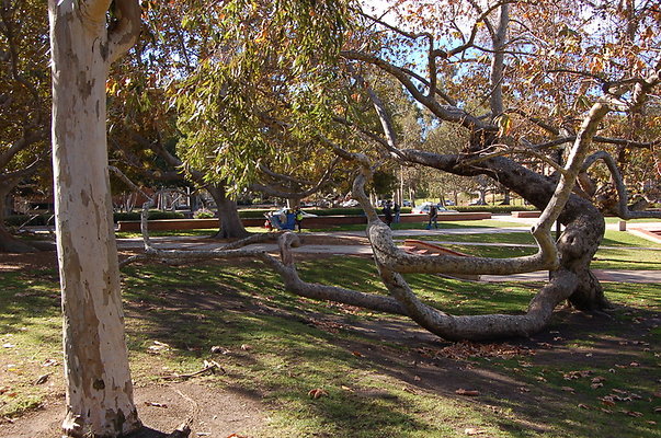 UCLA.Dickson.North.013