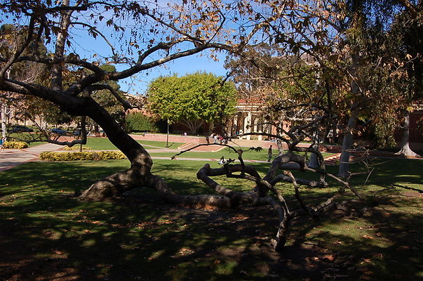 UCLA.Dickson.North.018