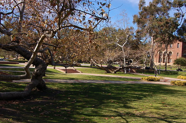 UCLA.Dickson.North.014