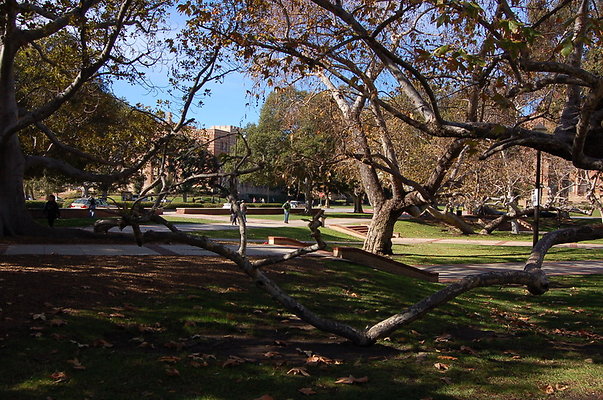 UCLA.Dickson.North.019