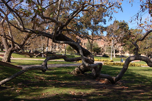 UCLA.Dickson.North.020