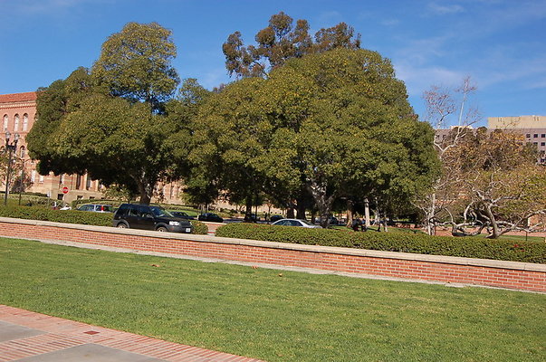 UCLA.Dickson.South.012