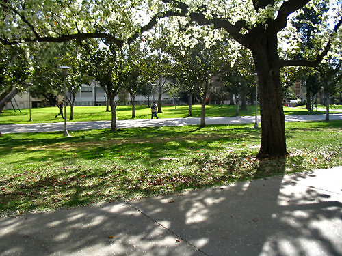 bayramian-lawn7