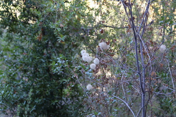 Malibu Creek State Park-6D-Nov2017-175