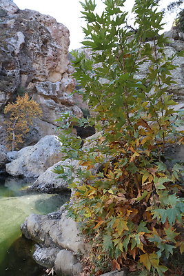 2-Malibu Creek State Park-6D-Nov2017-174