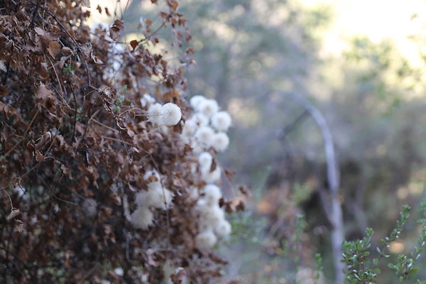 Malibu Creek State Park-6D-Nov2017-176