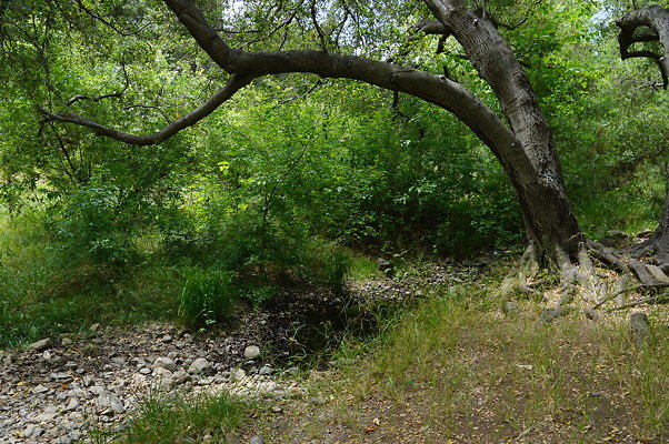 Canyon.Ranch.Foot.Bridges.15