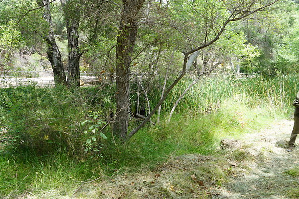 Canyon.Ranch.Foot.Bridges.03