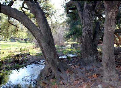 Canyon.Ranch.Trees.Grass.Forest13