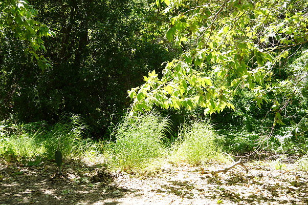 Lake Road.Camp.1.12