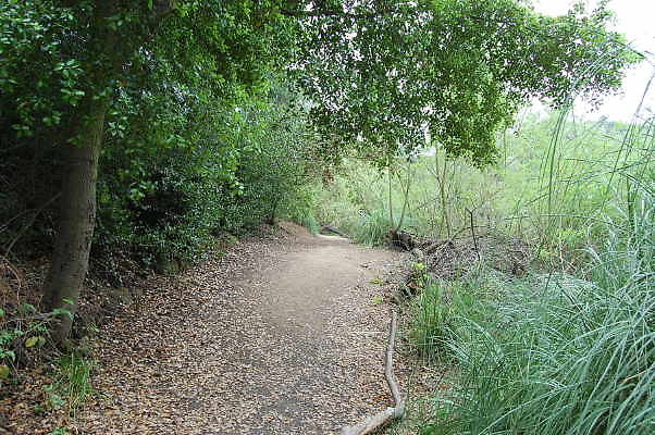 DSC 0061