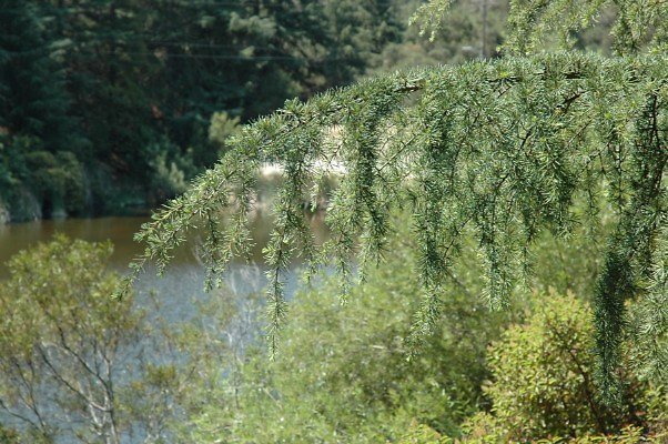 DSC 0033c