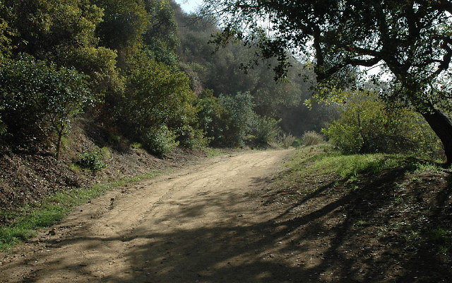 DSC 0007