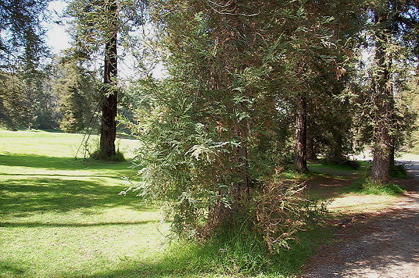 DSC 0009