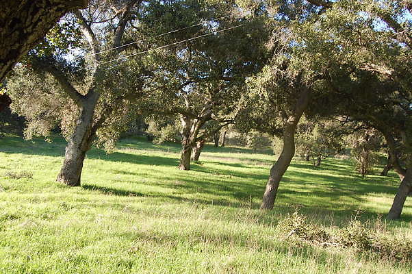 DSC 0003