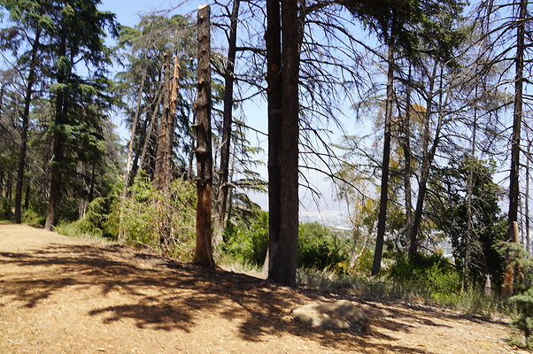Cedar Grove.GP.051