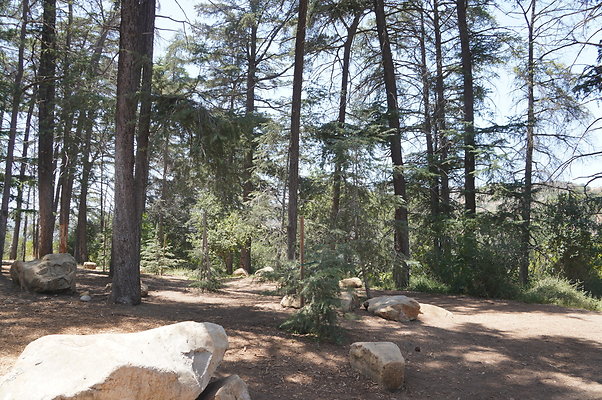Cedar Grove.GP.028