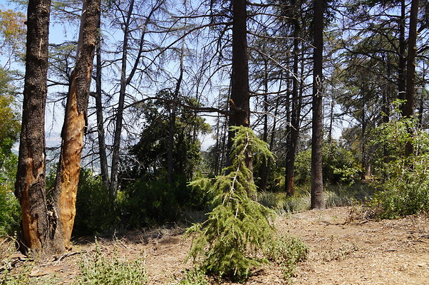 Cedar Grove.GP.036