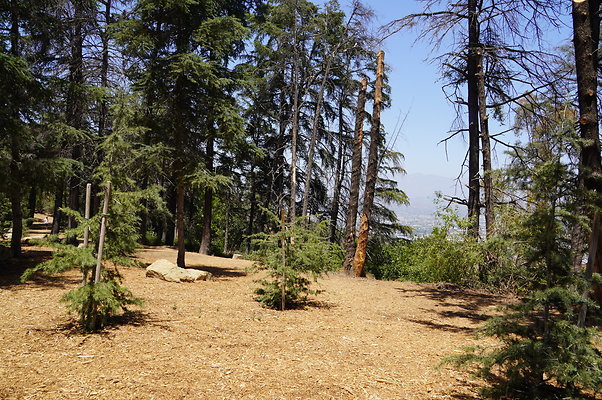 Cedar Grove.GP.059