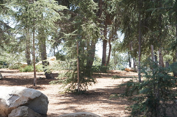 Cedar Grove.GP.021