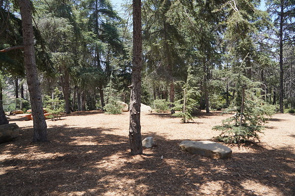 Cedar Grove.GP.048