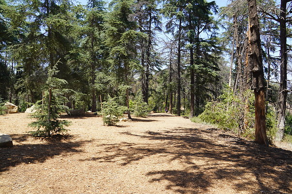 Cedar Grove.GP.054