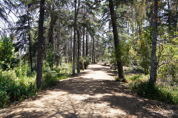 Cedar Grove.GP.013