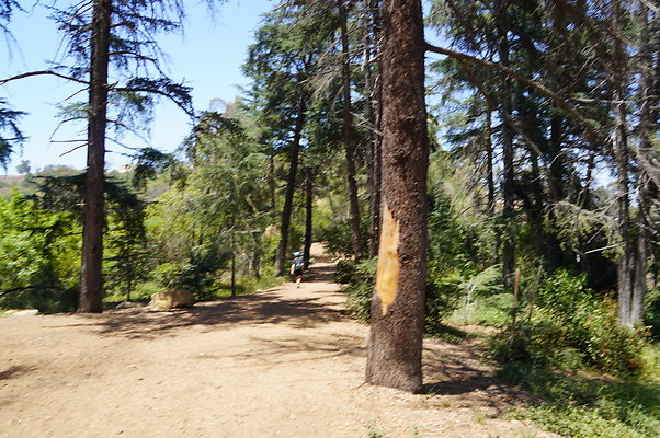 Cedar Grove.GP.030