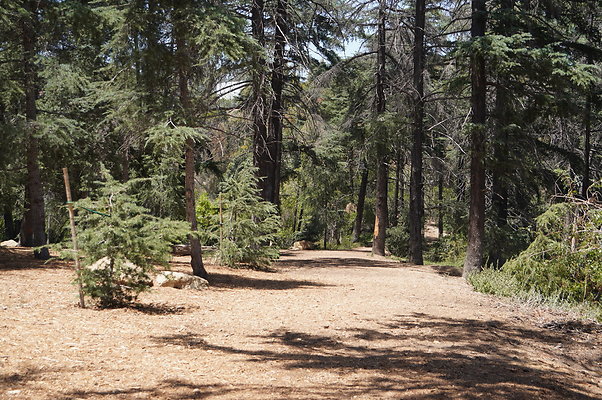 Cedar Grove.GP.055