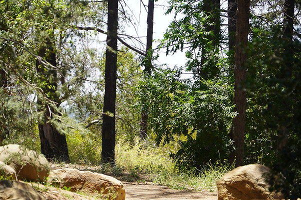 Cedar Grove.GP.024