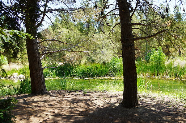 GOR.Pine Lake.050