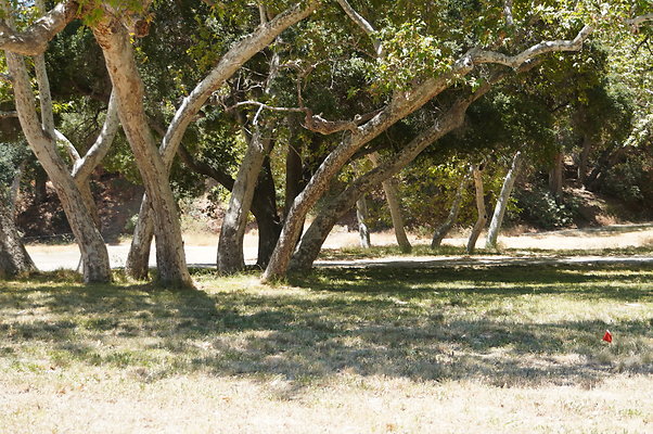 GOR.Ragwing Barn.Green.007