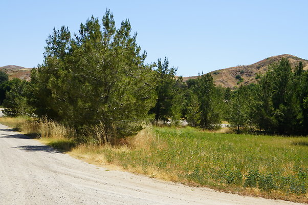 GOR Bear Hall Grass