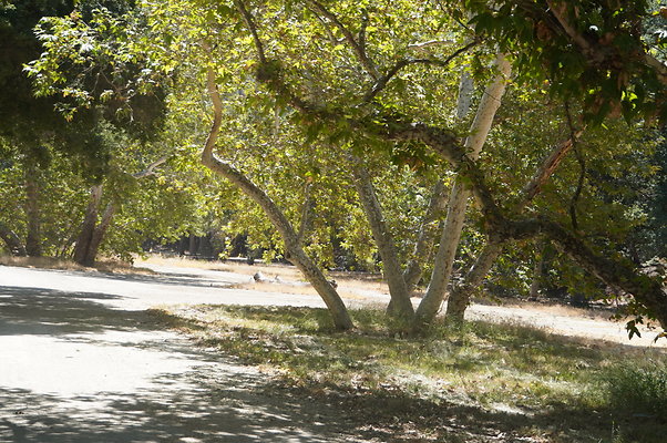 GOR.Placerita Insert Road.008