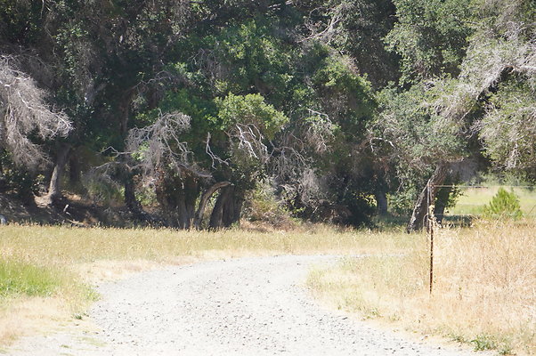 GOR.Heil.Cyn.020 GOR.Heil.Cyn.020