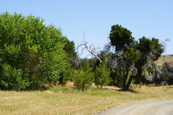 GOR.Heil.Cyn.015 GOR.Heil.Cyn.015