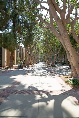 Events Office Corral Tree Walkway 5