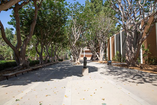 Events Office Corral Tree Walkway 1