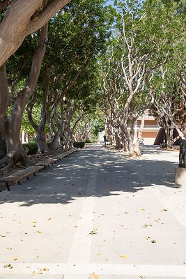 Events Office Corral Tree Walkway