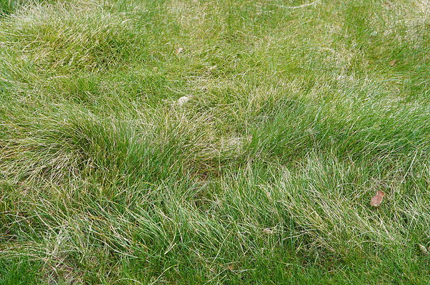 Sherwood.CC.Hole 10.033