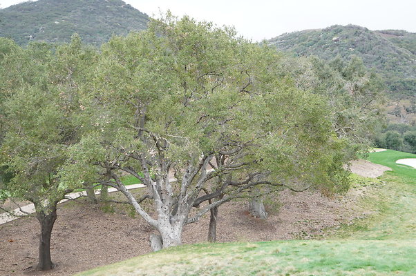 Sherwood.CC.Hole 01.022 Sherwood.CC.Hole 01.022